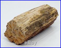 Estate Fresh 7.5 Fossilized PREHISTORIC Fossil PETRIFIED WOOD Tree Log Slab