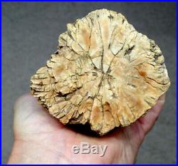 Estate Fresh 7.5 Fossilized PREHISTORIC Fossil PETRIFIED WOOD Tree Log Slab