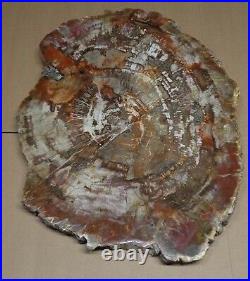Ex Large Polished Petrified Wood Slab w Bark 12.5 x 16.5 x 7/8- 14 lbs 10 oz