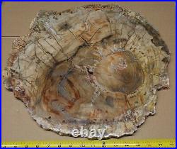 Ex Large Polished Petrified Wood Slab w Bark 16-1/2 x 16 x 3/4- 14 lbs 15 oz