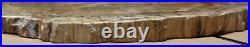 Ex Large Polished Petrified Wood Slab w Bark 16-1/2 x 16 x 3/4- 14 lbs 15 oz