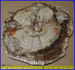 Ex Large Polished Petrified Wood Slab w Bark 18-1/2 x 15 x 3/4- 13 lbs 9 oz