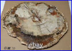 Ex Large Polished Petrified Wood Slab w Bark 18-1/2 x 15 x 3/4- 13 lbs 9 oz
