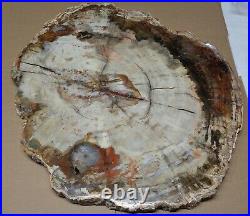 Ex Large Polished Petrified Wood Slab w Bark 18-1/2 x 16 x 7/8- 17 lbs 10 oz