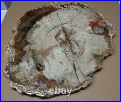 Ex Large Polished Petrified Wood Slab w Bark 18-1/2 x 16 x 7/8- 17 lbs 10 oz