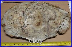Ex Large Polished Petrified Wood Slab w Bark 19.25 x 13.5 x 7/8- 16 lbs 5 oz