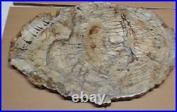 Ex Large Polished Petrified Wood Slab w Bark 19.25 x 13.5 x 7/8- 16 lbs 5 oz
