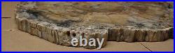 Ex Large Polished Petrified Wood Slab w Bark 19-3/4 x 18 x 1- 20 lbs 8 oz
