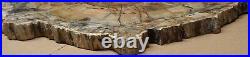 Ex Large Polished Petrified Wood Slab w Bark 19-3/4 x 18 x 1- 20 lbs 8 oz