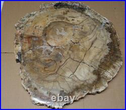 Ex Large Polished Petrified Wood Slab w Bark 19 x 17-3/4 x 7/8- 22 lbs 13 oz