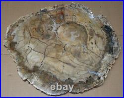 Ex Large Polished Petrified Wood Slab w Bark 19 x 17-3/4 x 7/8- 22 lbs 13 oz