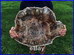 Ex Large Rainbow Petrified Wood (conifer) Arizona Polished Round Slab Pw19