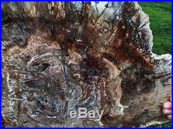 Ex Large Rainbow Petrified Wood (conifer) Arizona Polished Round Slab Pw19