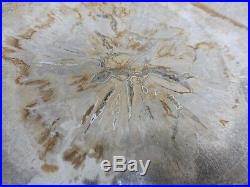 Excellent & Large Fossil Wood Slice Indonesia