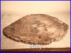 Excellent Large Madagascar Petrified Wood Slab
