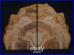 Exquisite Petrfied Wood Bookends 11 1/8 wide 7 1/2 high 1 1/2 thick 9.0 lbs