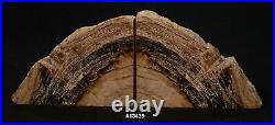 Exquisite Petrfied Wood Bookends 9 3/4 wide, 6 5/8 tall, 1 3/4 thick, 6.4 lbs