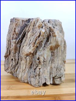 Exquisite Petrified Wood 8 x 8