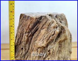 Exquisite Petrified Wood 8 x 8