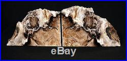 Exquisite Petrified Wood Bookends13 wide x 9 1/2 high x1 3/4 thick 13.8 lbs
