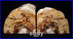 Exquisite Petrified Wood Bookends 11 3/4wide 6 3/4 high 1 5/8 thick 8.6 lbs