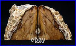 Exquisite Petrified Wood Bookends 11 3/8 wide 5 7/8 tall 1 5/8 thick 7.0 lbs