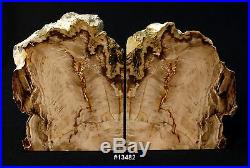Exquisite Petrified Wood Bookends 13 3/4 wide 8 1/4 tall 2 1/8 thick 17.6 lbs
