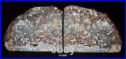 Exquisite Petrified Wood Bookends 13 wide, 8 high, 1 7/8 Thick, 12.8 lbs
