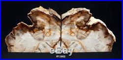 Exquisite Petrified Wood Bookends 14 1/4 wide 8 1/4 tall 1 7/8 thick 15.0 lbs