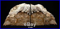 Exquisite Petrified Wood Bookends 15 1/2 wide 9 5/8 tall 1 7/8 thick 16.4 lbs