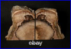 Exquisite Petrified Wood Bookends 9 7/8 wide, 5 1/2 tall, 1 7/8 thick, 5.8 lbs