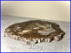Extra Fine Petrified Wood Slab. Rich Earth tones