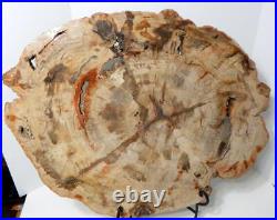 Extra Huge 28 44+ lb. Polished Petrified Wood Slice Slab Madagascar WithStand