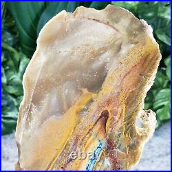 Extra Large 8.5 Indonesian Blue Opalized Petrified Wood Raw Rough Fossil Wood
