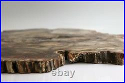 Extra Large Fossil Wood Slice Ideal Table Centre Piece Home 17.3 inch