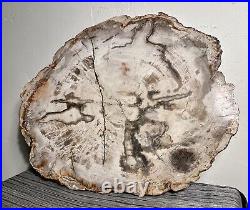 Extra Large Petrified Wood Slab