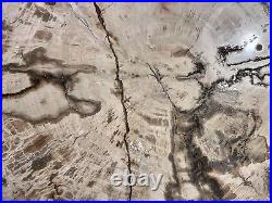 Extra Large Petrified Wood Slab