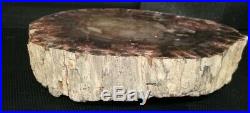 Extra large petrified wood from Madagascar Fossil