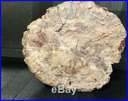 Extra large petrified wood from Madagascar Fossil