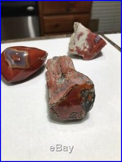 Extremely Rare Collection! Yellow cat Yellowcat Petrified Wood Limb Morrison