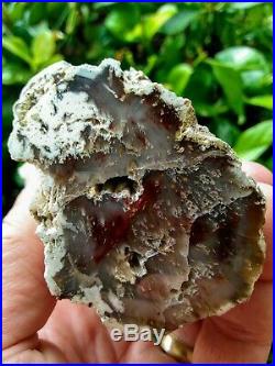 Extremely Rare Dome Polished Brogan Oregon Petrified Wood Limb Agate Round 15.8z