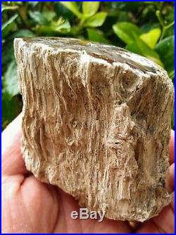 Extremely Rare Dome Polished Brogan Oregon Petrified Wood Limb Agate Round 15.8z