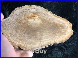 Extremely Rare Large Petrified Wood Round Mennegoxylon Texas Snakewood 10x5