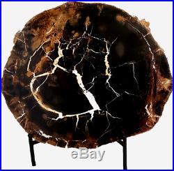 Extremely Rare Sweet Home Petrified Wood Slab 8-1/2
