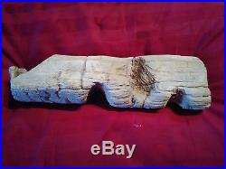 Extremely rare petrified wood log with ancient beaver chewing