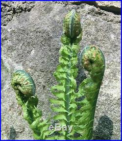 Extremely rare pre dinosaur fossil fern hairy curled fiddlehead fossil plant