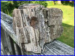 FABULOUS LARGE Petrified Wood with Crystal Quartz Display Specimen17 lbs 1 oz