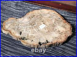 Fine Large Madagascar Petrified Wood Slab