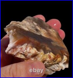 Fire Red Multi Color Opal Agate Petrified Wood Mineral Specimen Translucent