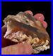 Fire_Red_Multi_Color_Opal_Agate_Petrified_Wood_Mineral_Specimen_Translucent_01_qb